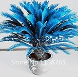 100pcs/bag blue Cycas seeds, Sago Palm Tree seeds.bonsai flower seeds,the budding rate 97% rare pott