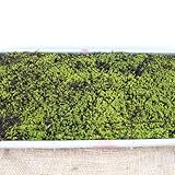 スナゴケ (砂苔) マット 58cm×28cm 単品 グランドカバー 苔庭 テラリウム