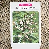ハーブ 苗 【レモンバーベナ】 3号ポット×5株セット