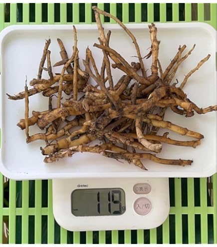 孟宗竹 地下茎 筍 苗 竹の根 20cm 20本 Amazon.co.jp: 孟宗竹 地下茎