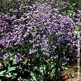 【メール便配送】　国華園　花たね　多年草　宿根スターチス　ハンガリカム　1袋(100粒)【※発送が国華園からの場合のみ正規品です】