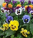 【特選花苗セット販売】パンジー フリル咲き ミックス セット（３号） 【まとめ売り】 ２０ポットセット