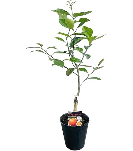 Amazon.co.jp: オレンジ 苗木 ブラッドオレンジ タロッコ 接木