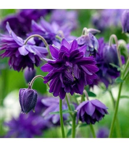 Amazon.co.jp: 宿根草 ハーブ イングリッシュ ラベンダー ほのか 1株