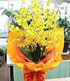 オンシジューム６本立て【光触媒】 蘭鉢植え 造花 【ＣＴ触媒加工】 枯れない花 【 ：一部地域を除く