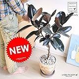 LAND PLANTS フィカス・バーガンディー 茶色エッグポット