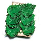 【メール便配送】　国華園　野菜たね　健康野菜　大葉しそ　1袋(8ml)【※発送が国華園からの場合のみ正規品です】