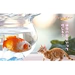 猫 freeサイズ画像 運命の出会い 猫 freeサイズ画像 運命の出会い