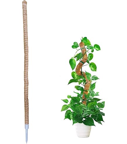 Amazon.co.jp: ヘゴ支柱 75cm 2本組[ニュージーランド産 着生ラン