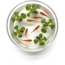 Amazon｜ITANSE ウォーターコイン 9cm 1個売り 水草 抽水植物