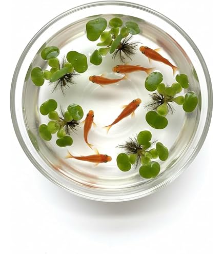 Amazon.co.jp: 耐寒性睡蓮 ブンラクサー 温帯睡蓮 水生植物 約8cm