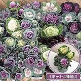 ハボタンぷちブーケ（葉色ミックス4株植え）3.5号 3ポットセット[カラフルなミニ葉牡丹の寄せ植え] ノーブランド品