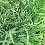 [タネ ]エン麦：無処理・犬猫用1kg（ペット用の種） 2個セット ノーブランド品