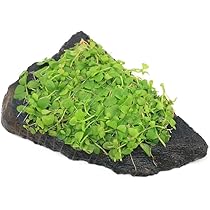 【メルカリ便】ニューラージパールグラス付き軽石　22×12×23cm メルカリ便】ニューラージパールグラス付き軽石 22×12×23cm