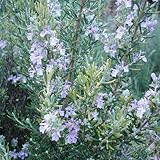 ローズマリー（立性）：マジョルカピンク5号ポット ノーブランド品