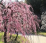 花梅 苗木 しだれ梅 赤 2年生 接ぎ木 苗 落葉樹 シンボルツリー 【観賞花木】