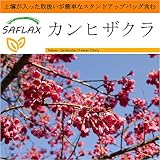 SAFLAX - Garden in the Bag - カンヒザクラ - 10 個の種。- 取扱いが簡単なスタンドアップバッグに栽培用土壌が入っています - Cerasus campanulata 