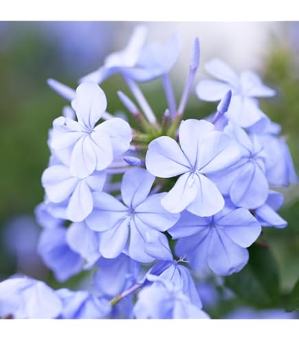 Amazon｜ルリマツリ4年苗｜観葉植物 オンライン通販
