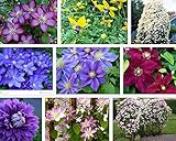 庭の植物のプロモーション今日（200個/ロット）バインズ、種子の花、クレマチスhybridas、クレマチスの種、愛の蜂。盆栽種子