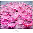Ref:rain / 眩いばかり