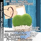 インテリアグリーン ハートの葉・ネオコール植え ガラス角鉢 【多肉植物・観葉植物】 (ガラス鉢・丸型)