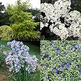 人気の花木セット：ニセアカシア・フリーシアと柏葉アジサイ ノーブランド品