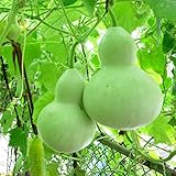 6個のひょうたんの種、カラバケのハードライトイエローシェルフのシーズン標準種子居間のホームハンターの贈り物ホームガーデン植物の種子