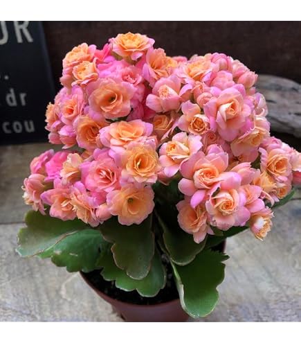 金陵辺。花芽1個。5鉢セット。蜜蜂誘引蘭。日本蜜蜂。キンリョウヘン Amazon.co.jp: 金陵辺 花芽1個 5鉢セット 蜜蜂誘引蘭 日本蜜蜂