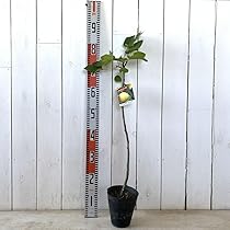 イチジク　苗木 sd1_7339ded2a472db22bbff79b6b6