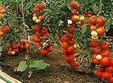 野菜の種トマトBlagovest F1ウクライナの早期ハイブリッドNON-GMO
