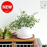 LAND PLANTS プミラ 白色丸型陶器 table green series