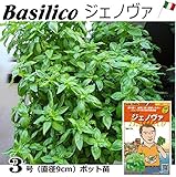 バジル苗 ジェノヴァ Basilico 直径9cmポット苗３ポットセット