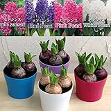 ヒヤシンス：3球植え4号ポット4種セット[冬に咲く香り高いヒヤシンス！] ノーブランド品