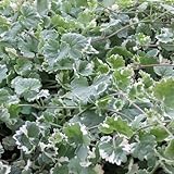 斑入カキドオシ（グレコマ）　3号ポット 6株セット[寄せ植え・グランドカバーに！]