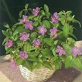 宿根草 四季咲きノボタン(のぼたん) ベルグラ１株（5号鉢相当の15cmポット)