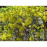 レンギョウ 苗 1ポット