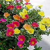 ポーチュラカ 花色ミックス3号ポット 14株セット ノーブランド品