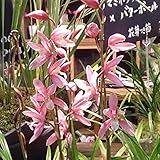 和蘭：松風2.5号ポット[育てて咲かせるランの苗 すばらしい香りの和蘭]