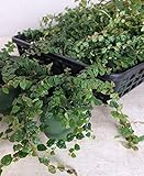 【特選観葉苗セット販売】プミラ　プチラ　２４ポットセット （２．５～３号） 【まとめ売り】