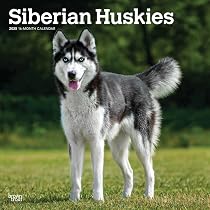 Amazon.co.jp: 2025年 子犬のシベリアン・ハスキー カレンダー