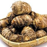 国華園　種いも 里いも 土垂 里芋 ３㎏ / 種芋 たねいも さといも【※発送が国華園からの場合のみ正規品です】