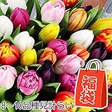 国華園　球根　チューリップ　レインボーチューリップ福袋（8～10球品種見計らい・名称付）　100球以上　【※発送が国華園からの場合のみ正規品です】