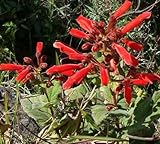 Sinningia magnifica - syn: Rechsteineria magnifica - Brazilian Edelweiss - 10 seeds