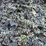 ヘデラ　カナリエンシス（アイビー・オカメヅタ）：斑入り3.5号2株セット[斑入葉]