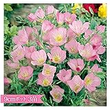 桃花 昼咲き月見草 9cmポット 3苗