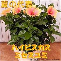 Amazon｜【サマーギフト 夏の季節 】ハイビスカス 大株