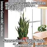 【ギフトに最適！】サンセベリア（サンスベリア・トラノオ）8号鉢・鉢カバー付き【観葉植物】