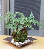 太い根茎、涼しげな葉が魅力のシダ植物【しのぶ（シノブ）の苔玉・焼締茶器セット】 (敷石の色（白）)
