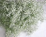 カスミソウ かすみ草 生花 切り花 アルタイルなどＭクラス 5本