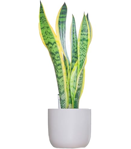 ① 超希少 ピングイキュラ　エンボス ホワイト　サンスベリア　ロリダ　多肉植物 Amazon｜超 ピングイキュラ エンボス ホワイト サンスベリア ロリダ